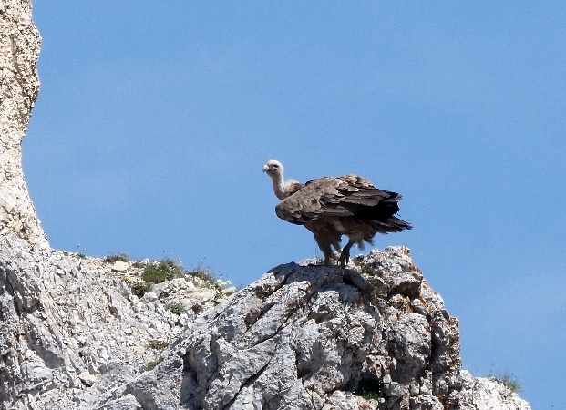 Incontro col Grifone (Gyps fulvus )